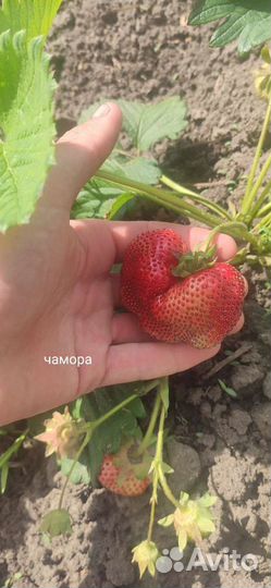 Рассада ремонтантной клубники