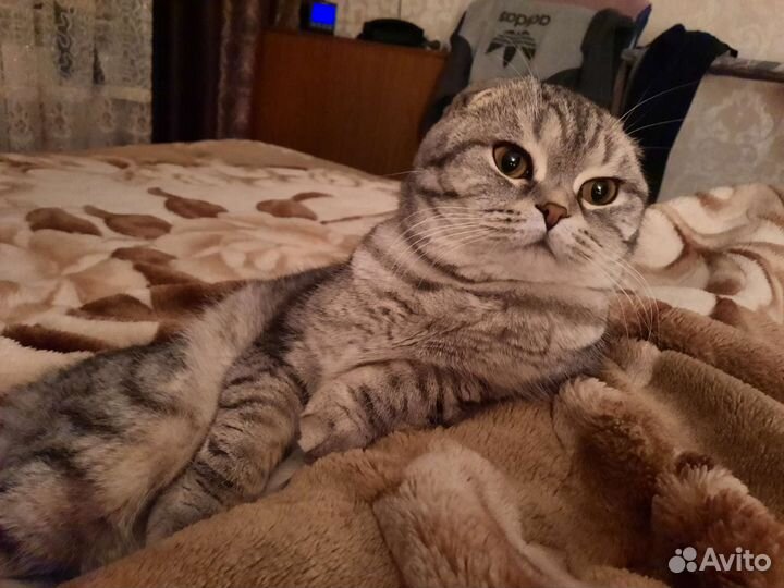 Шотландская вислоухая кошка