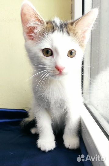 Мальчик светленькое чудо 2,5 мес