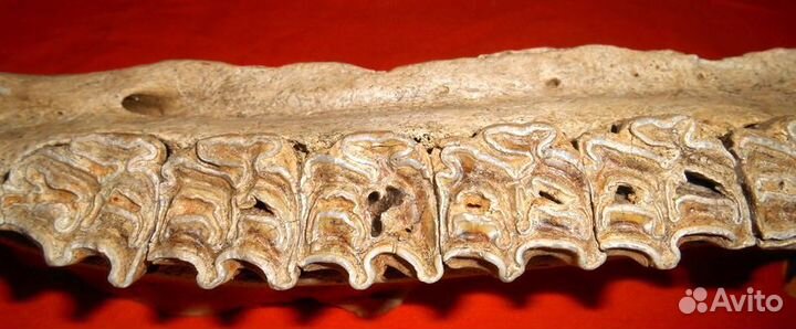 Бизон. Челюсть зубов с кариесом. Плейстоцен