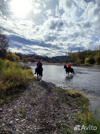 Конные прогулки в Мостовском