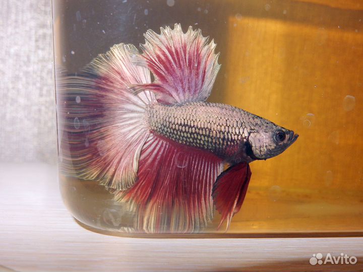 Рыбка Петушок