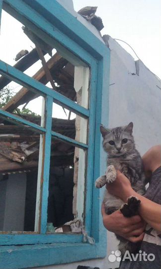 Котики оттуда