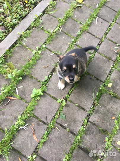 Собака щенки девочки 3 месяца