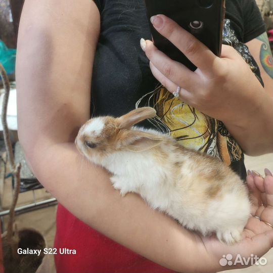 Милые крольчата