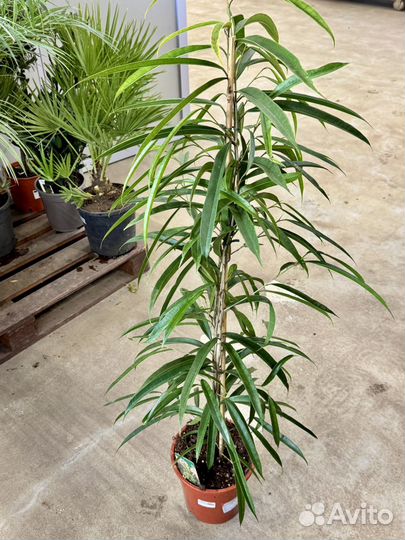 Фикус бенедикта али, d21 см, h 125 (биннедика)