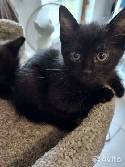 Котята шоколадного окраса