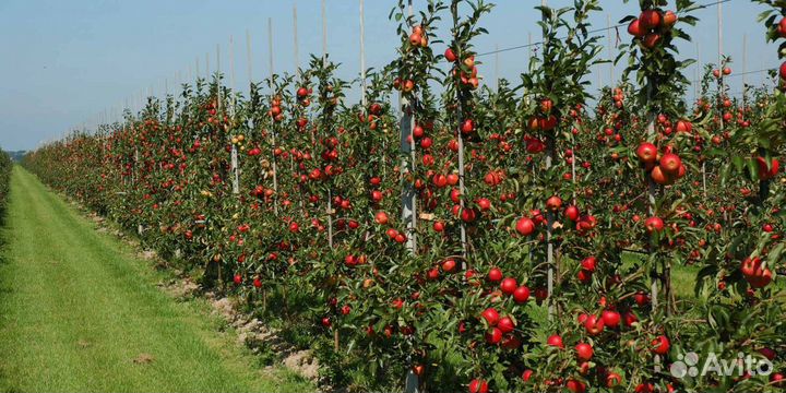 Саженцы яблони