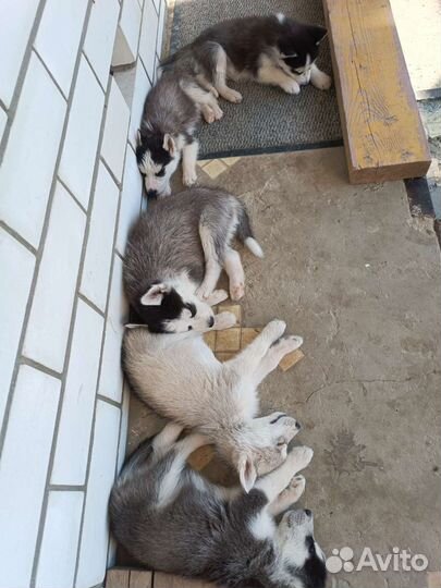 Сибирский хаски