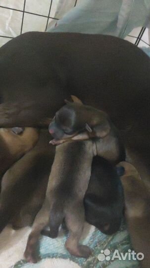 Джек той терьер