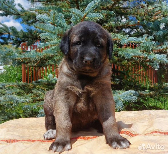 Щенки Турецкого кангала