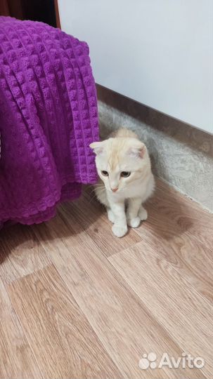 Кошка в дар бесплатно