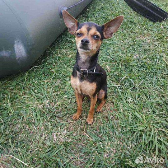 Вязка собак