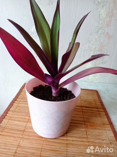 Комнатные цветы Рео