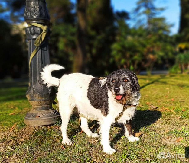 Собака в добрые руки