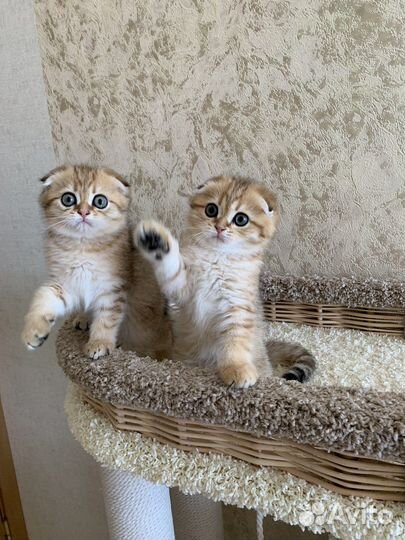 Котята