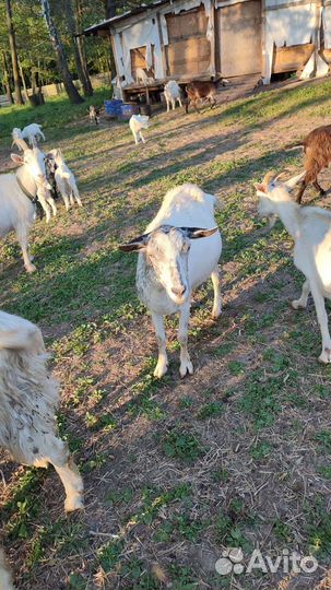 Овцы бараны козы