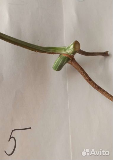 Монстера вариегатная альба