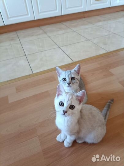 Британские котята
