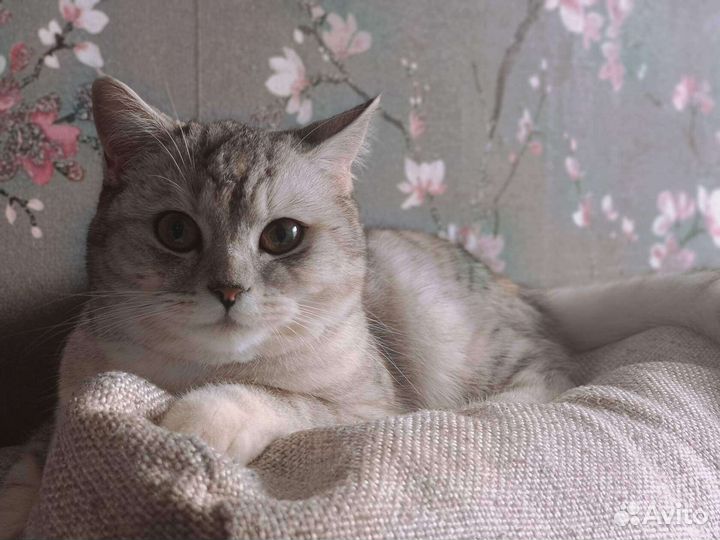 Кошка британка