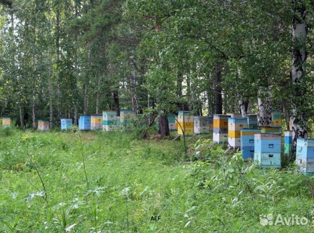 Мед 2024 года натуральный опт