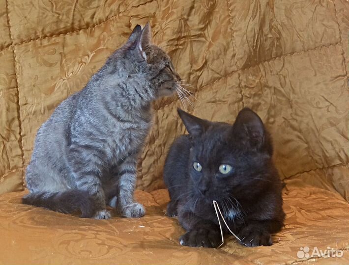 Котейки