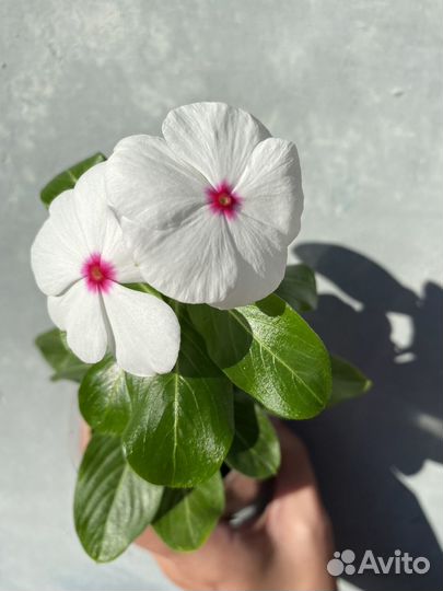 Катарантус