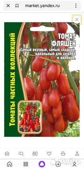 Рассада помидор