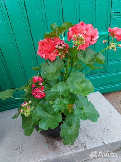 Пеларгония герань