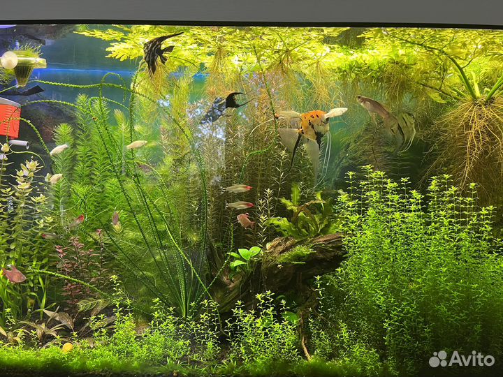 Аквариумные растения прополка Бронь