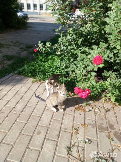 Котята мальчики в добрые руки