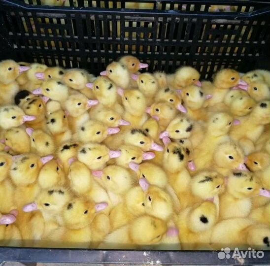 Мулард быстрорастущий
