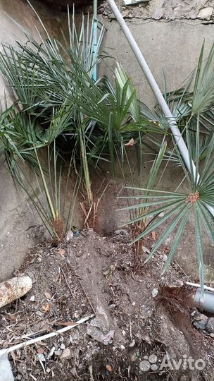 Продам пальму