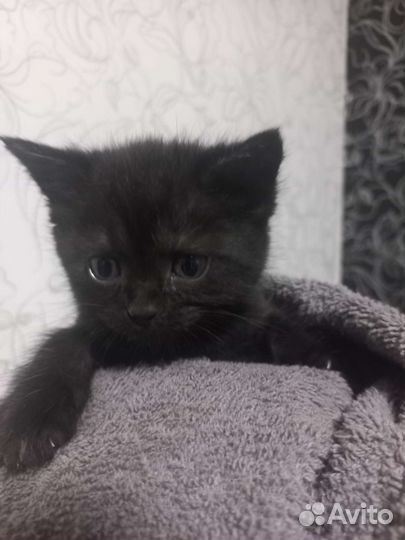 Котята в добрые руки бесплатно