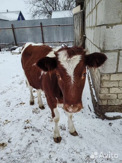 Голштинская порода телка