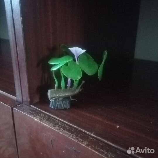 Растения для аквариума