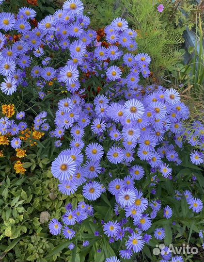 Многолетники