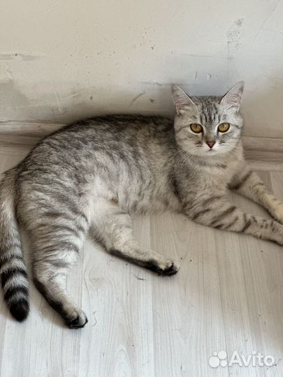 Кошечка ищет дом