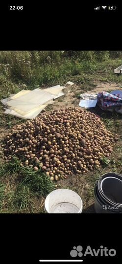Картофель