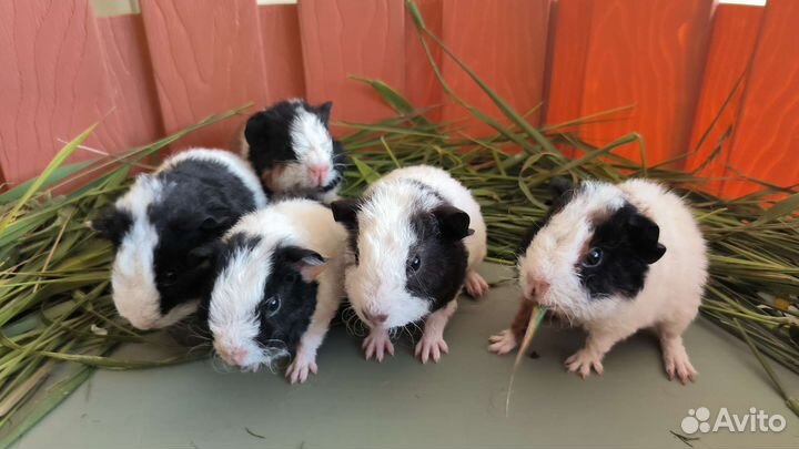 Морская свинка американский тедди