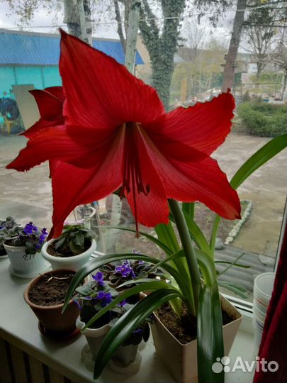 Гиппиаструм