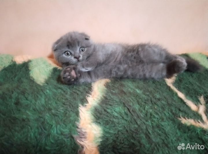 Шотландская вислоухая