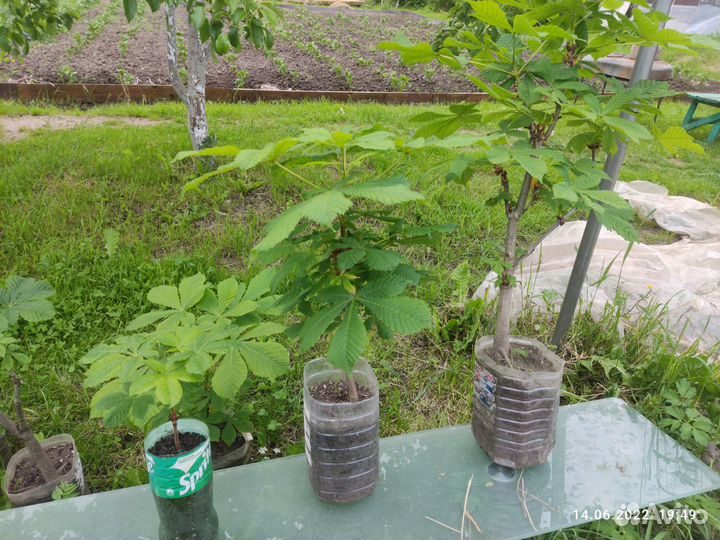 Саженцы каштана конского