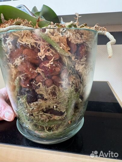 Орхидея фаленопсис