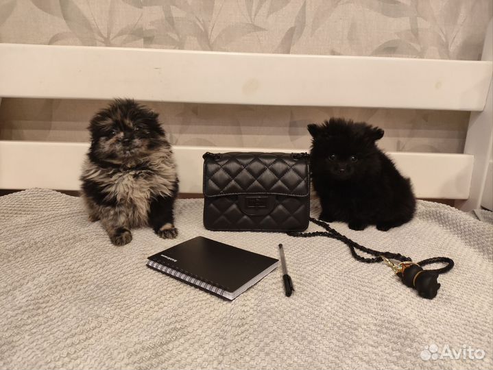 Шпиц мраморная и черный