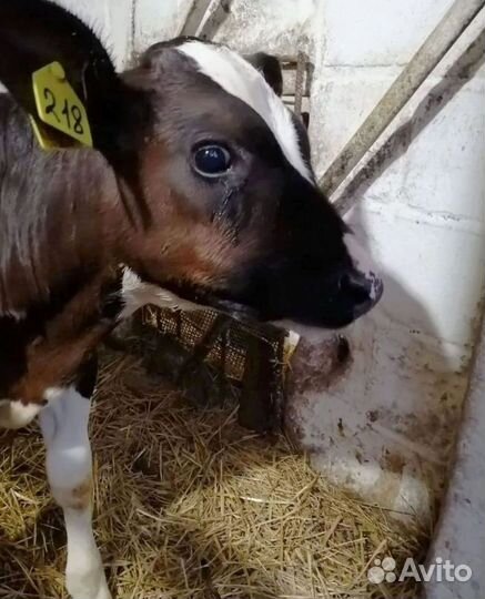 Телята бычки