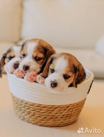 Щенки бигль