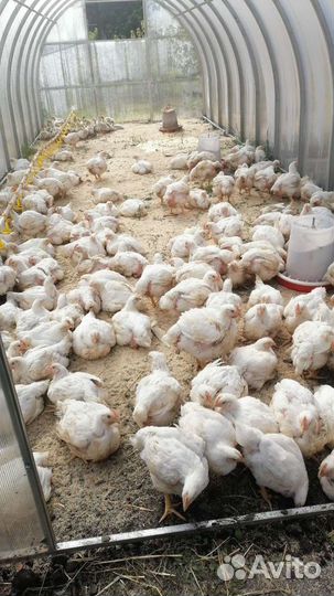 Куры бройлерные выращены на домашнем корме муларды