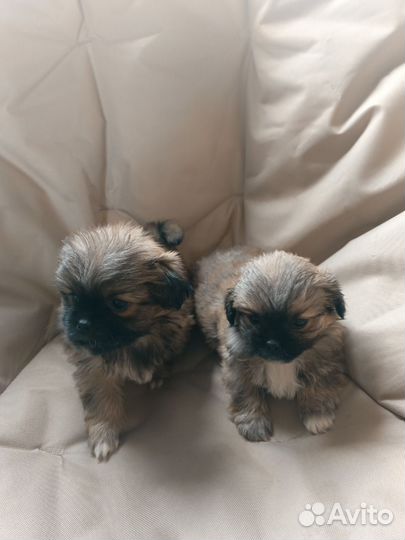Щенки пекинеса