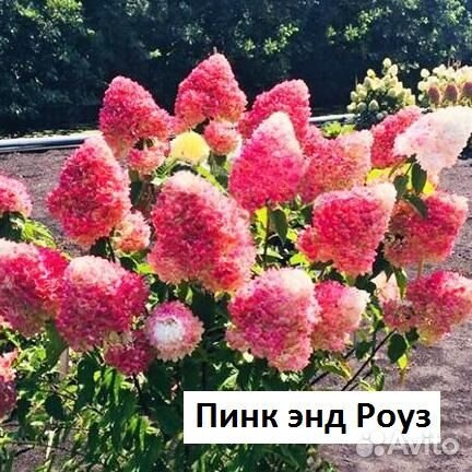 Саженцы гортензии